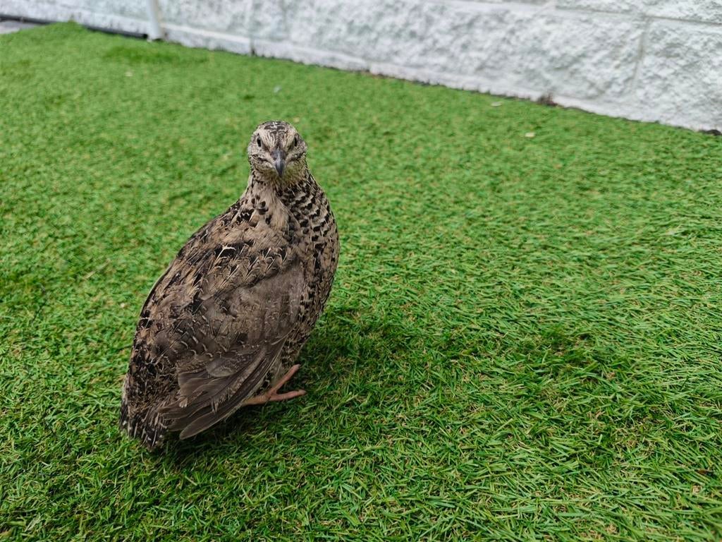 Te Koop: Broedeieren van Japanse Kwartels 30 kleuren!, Dieren en Toebehoren, Geslacht onbekend, Overige soorten