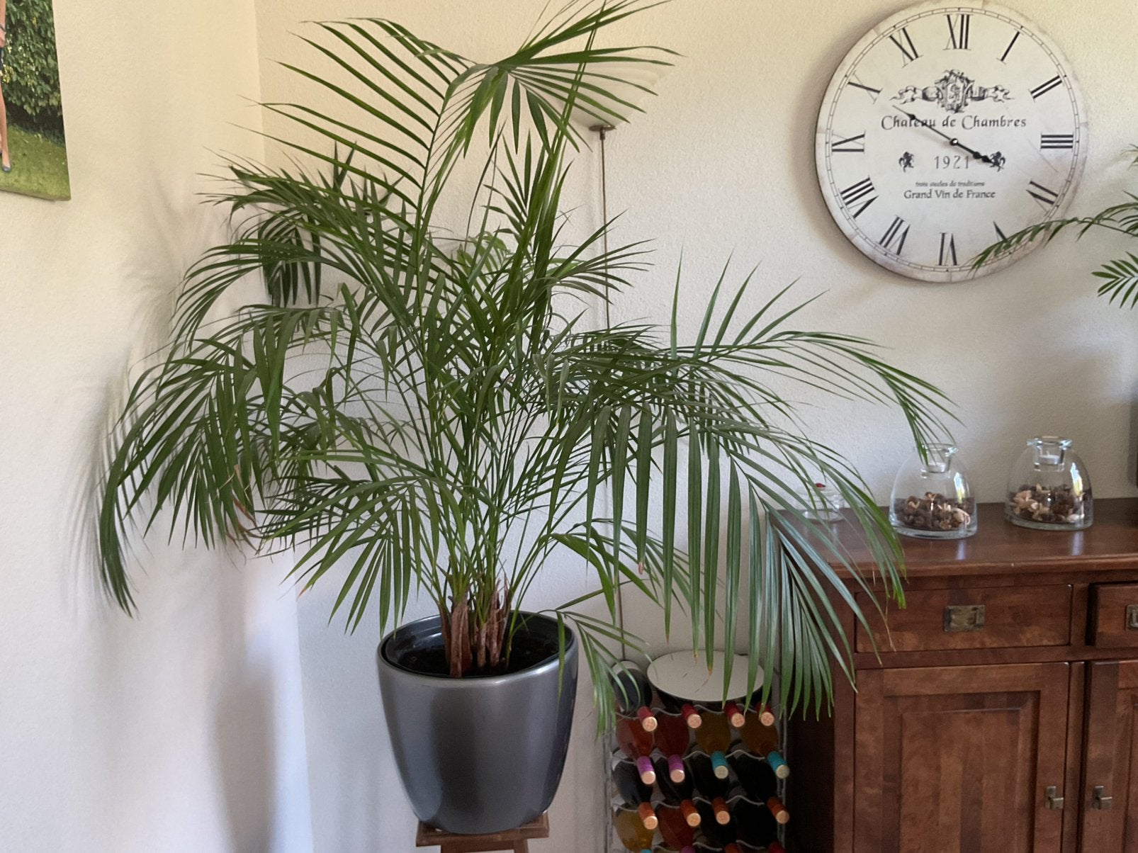 Grote area plant met grote pot, Ophalen, Halfschaduw, Minder dan 100 cm