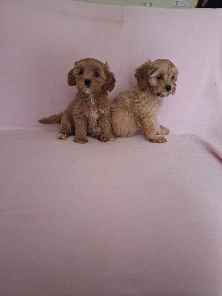 Cavapoo x labradoodle puppen beschikbaar, Dieren en Toebehoren, Parvo, 8 tot 15 weken, Meerdere, Meerdere dieren