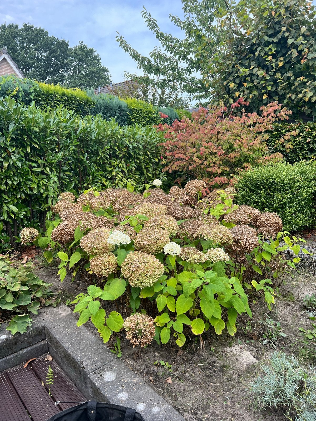 Mooie witte annabelle, Vaste plant, Halfschaduw, Zomer, Ophalen