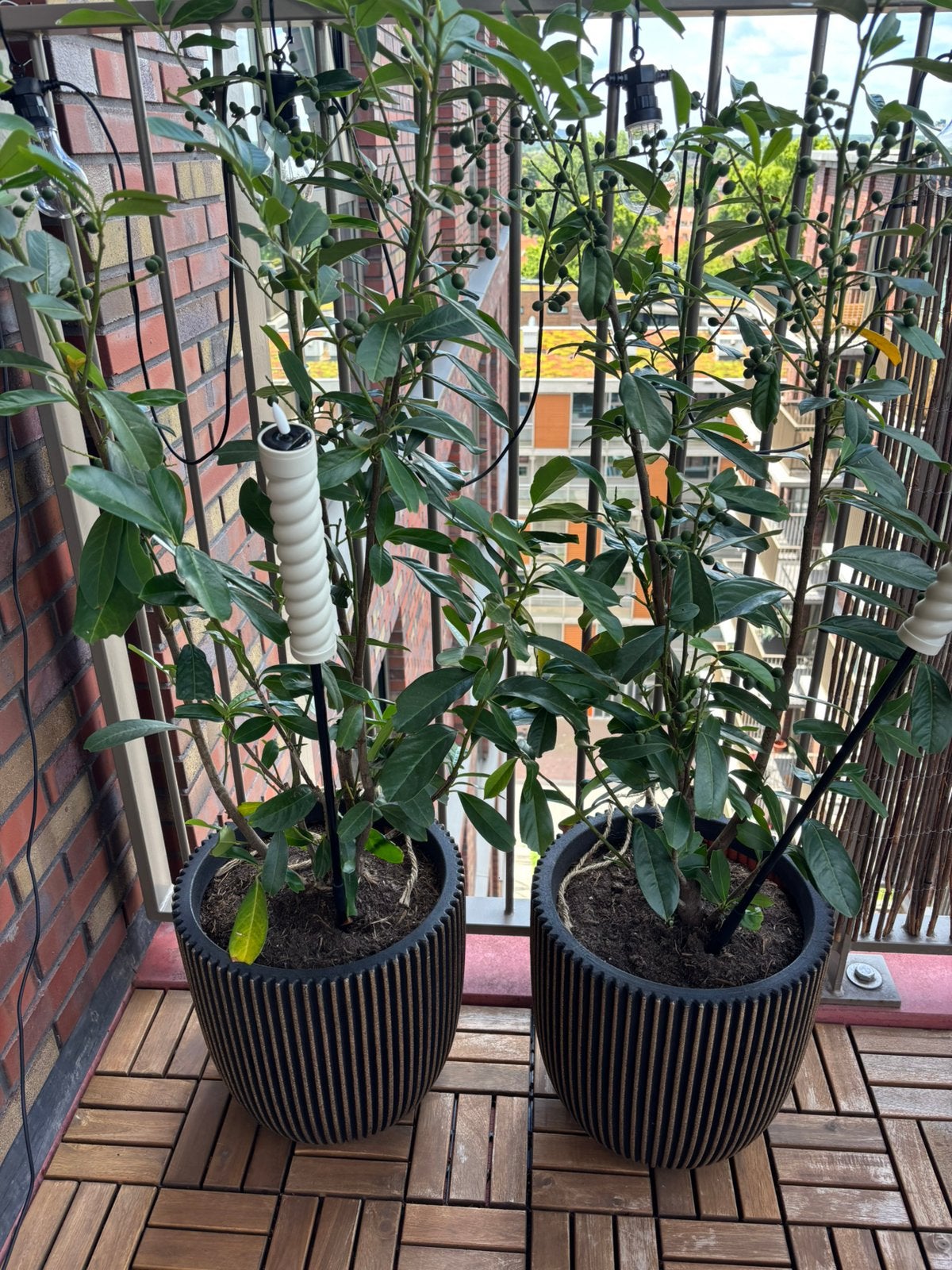 2 stuks laurier planten met capi bloempot, Tuin en Terras, Planten | Bomen, Ophalen, Volle zon, Overige soorten, 100 tot 250 cm