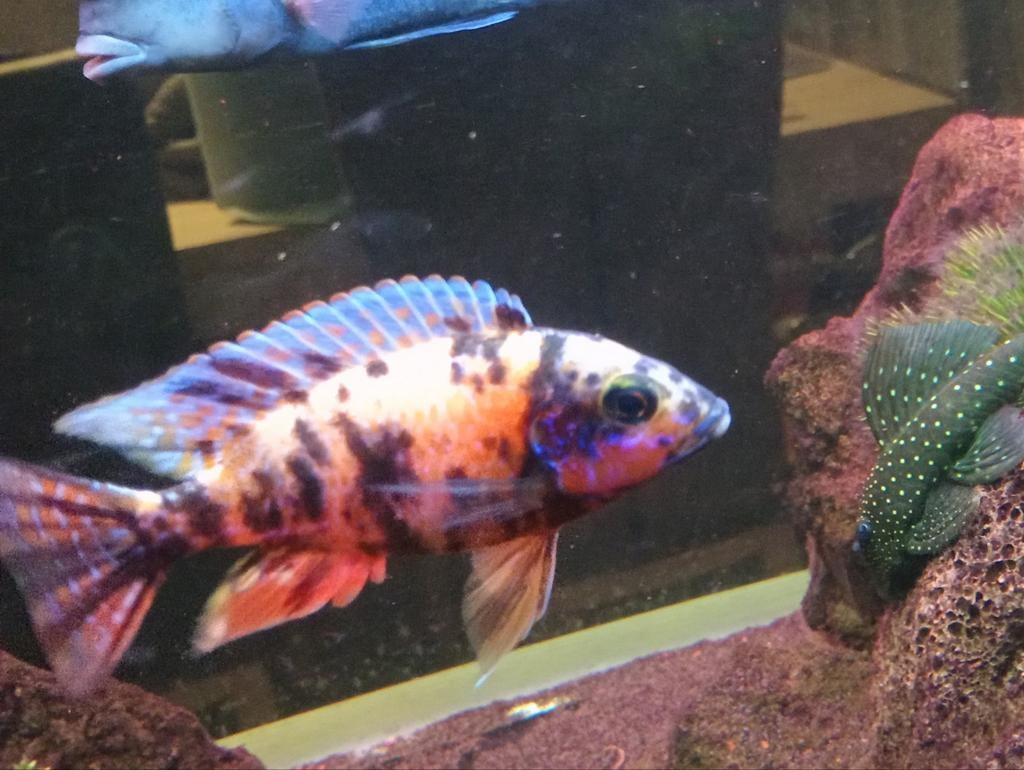 Aulonocara multicolor OB Malawi cichliden, Dieren en Toebehoren, Vissen | Aquariumvissen, Vis