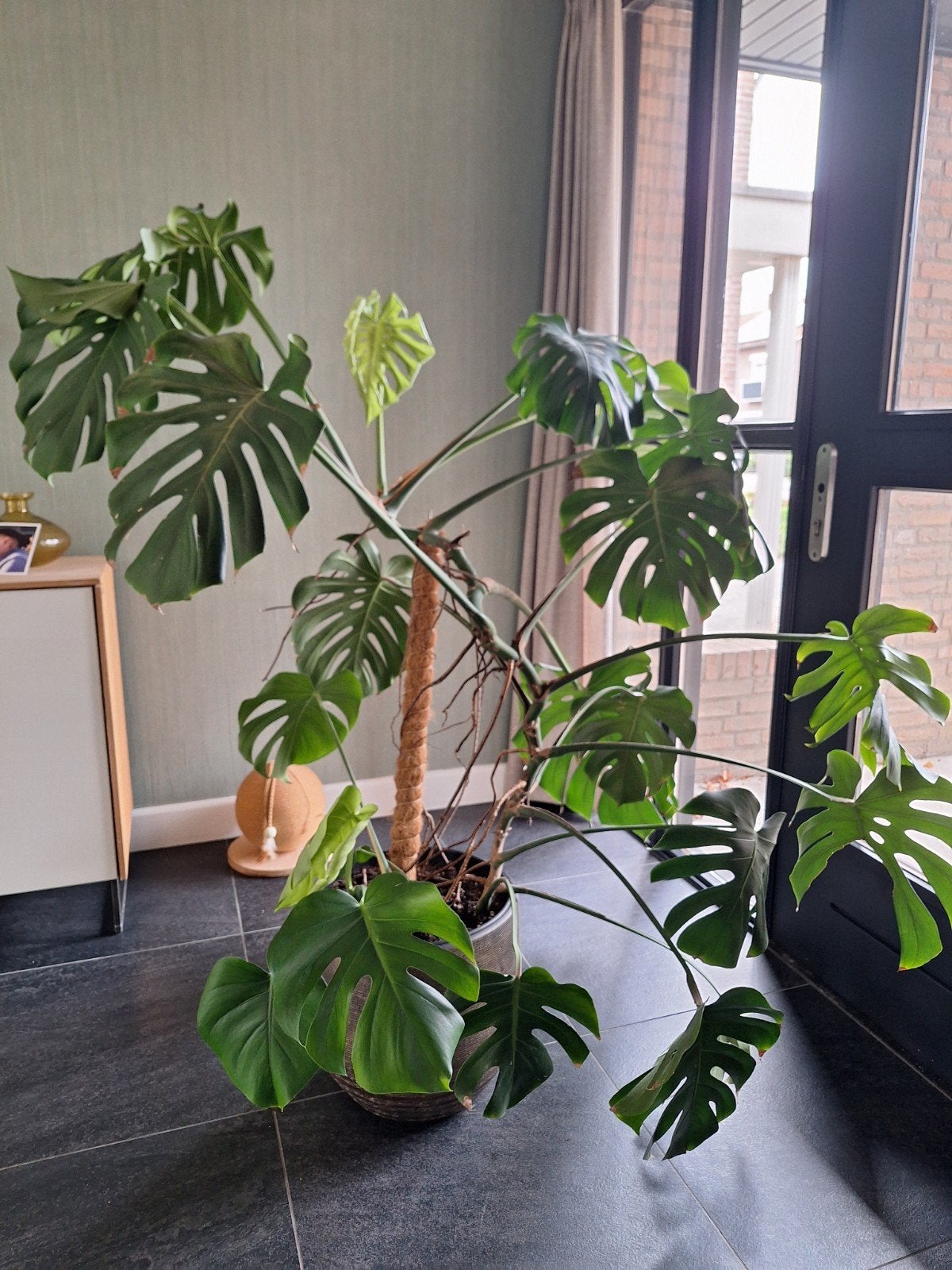 Grote Monstera Deliciosa - Kamerplant, Ophalen, Halfschaduw, 150 tot 200 cm