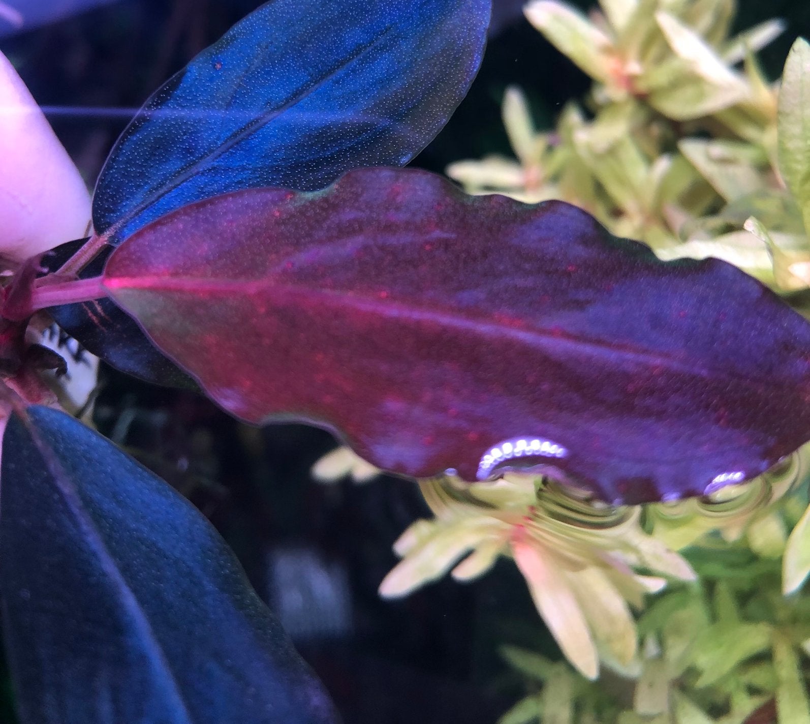 Bucephalandra Dark Blue, Dieren en Toebehoren, Vissen | Aquaria en Toebehoren, Ophalen of Verzenden, Nieuw, Plant(en), Steen of Hout