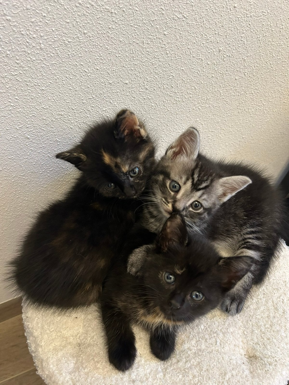 Britse langhaar kittens, Meerdere dieren, Langharig, 0 tot 2 jaar