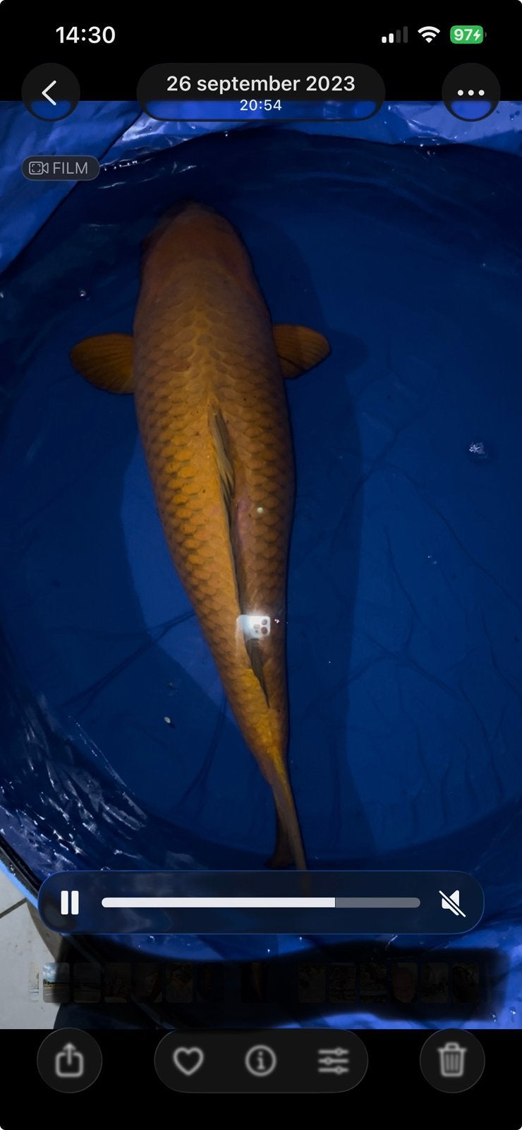 Chagoi 80cm+, Dieren en Toebehoren, Vissen | Vijvervissen, Karper of Koi