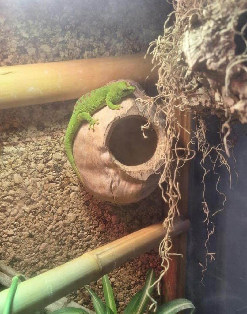 Terrarium te koop, Dieren en Toebehoren, Ophalen