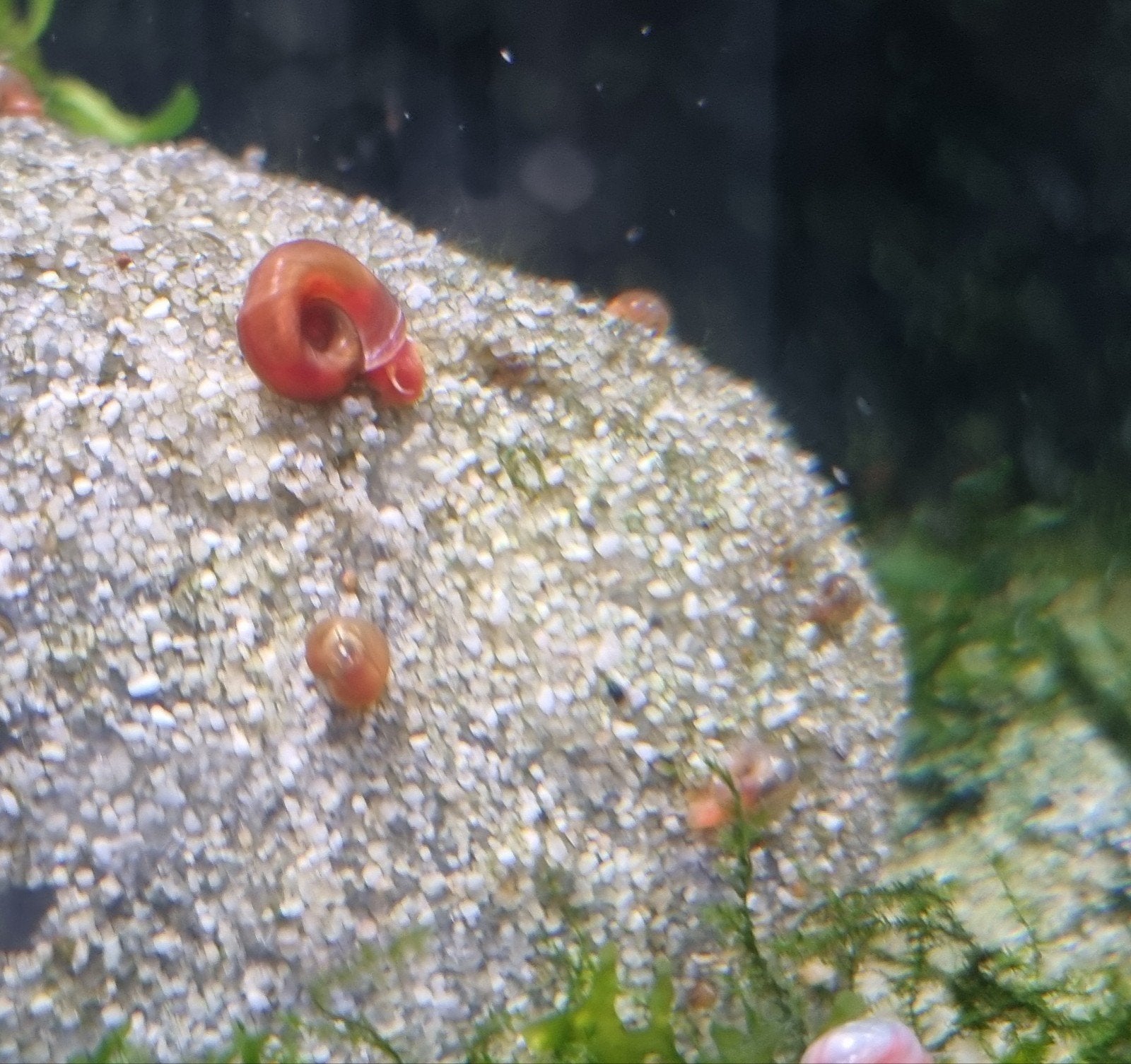 Rode en roze posthoorn slakken, Dieren en Toebehoren, Slak of Weekdier