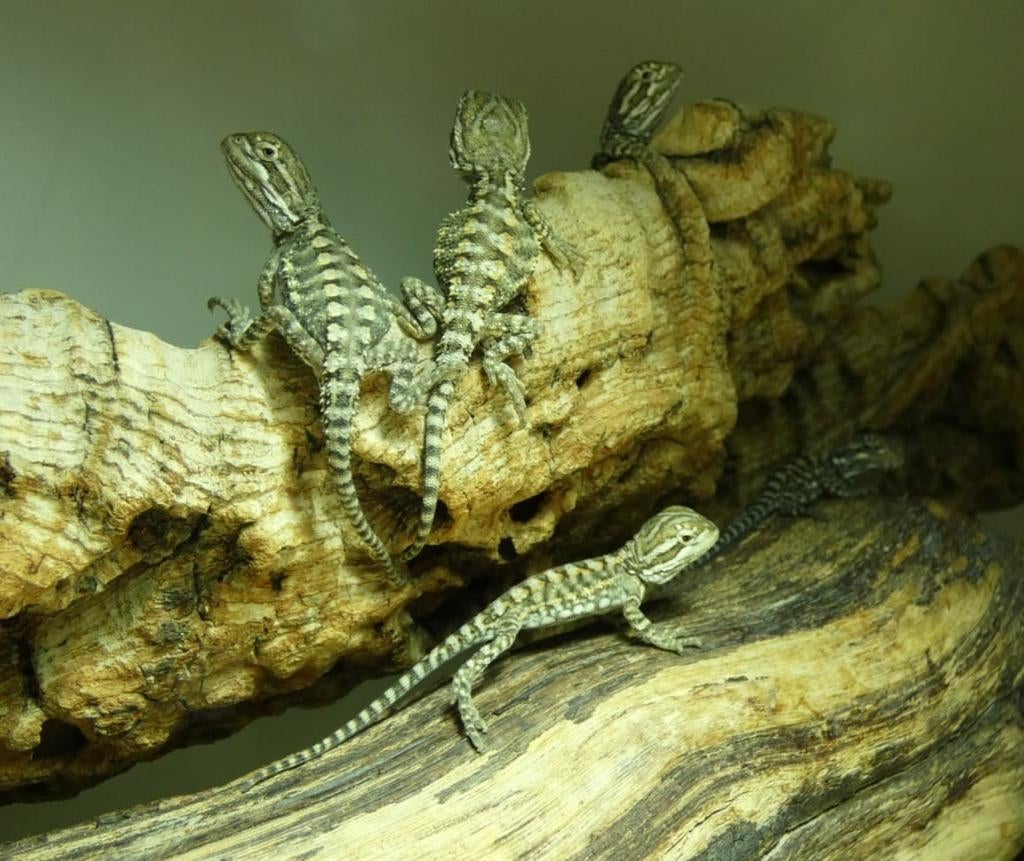 Nakweek Dwerg Baardagaam / Pogona Henrylawsoni Bearded Dragon - unknown for sale from Lars V/D Meer