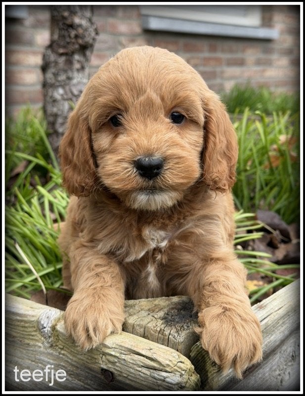Cockapoo pups, Dieren en Toebehoren, Nederland, Overige rassen, 8 tot 15 weken, CDV (hondenziekte)