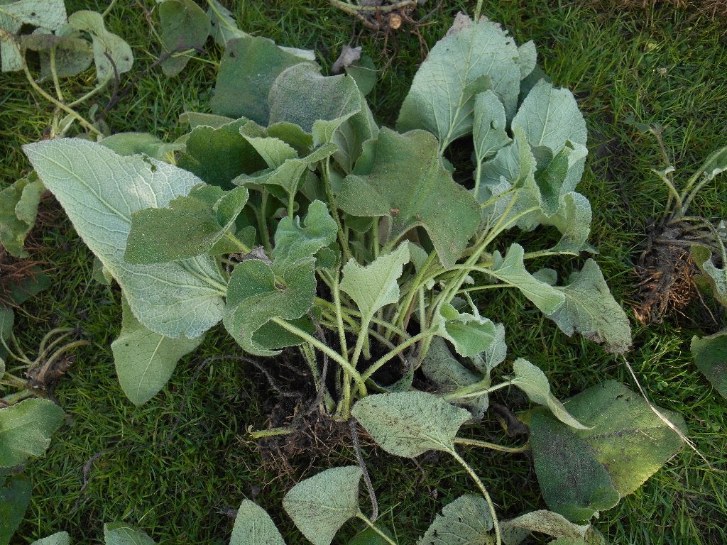 brandkruit tuinplant  stekjes, Ophalen, Bodembedekkers, Vaste plant, Halfschaduw
