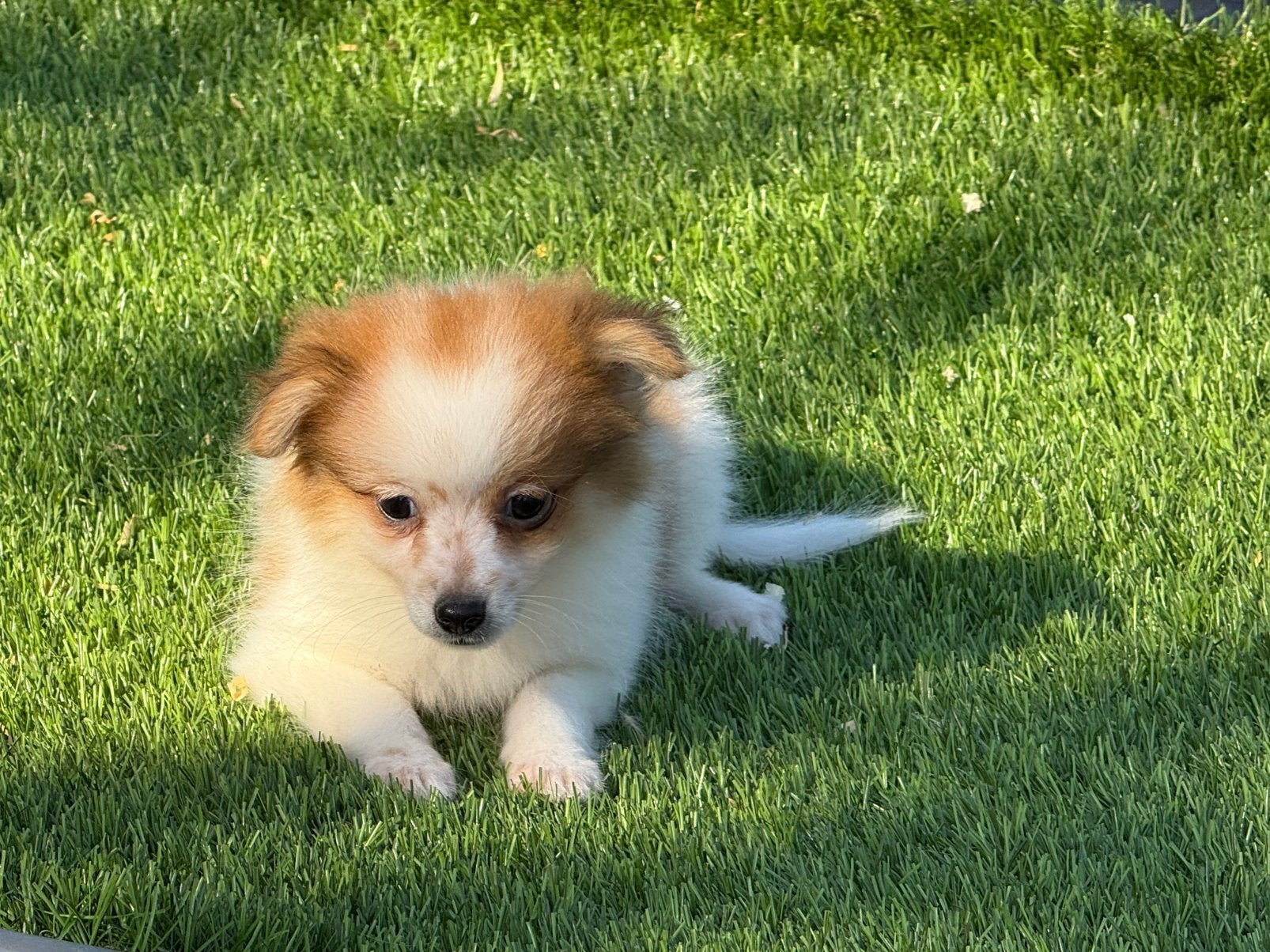 Hele mooie dwerg kees keeshond pups, Dieren en Toebehoren, Honden | Poolhonden, Keeshonden en Oertypen, Parvo, Nederland, Overige rassen