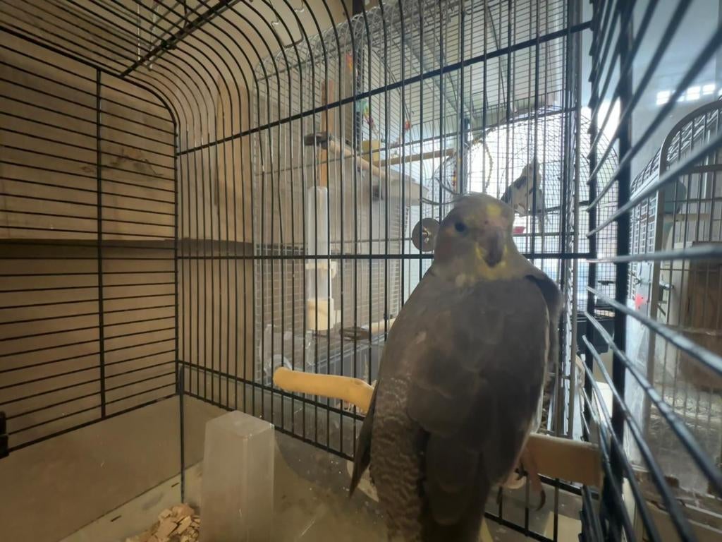 Valkparkieten, diverse leeftijden, Meerdere dieren, Kleurkanarie
