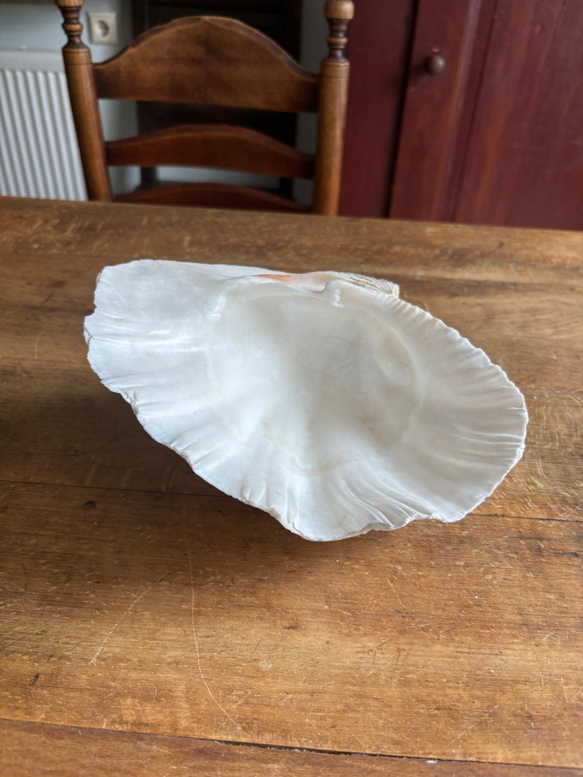 Grote Doopvontschelp - 23 cm breed, Antiek en Kunst, Ophalen of Verzenden