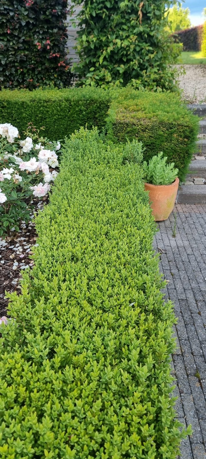 Buxus gratis ophalen, Ophalen, Buxus, Minder dan 100 cm