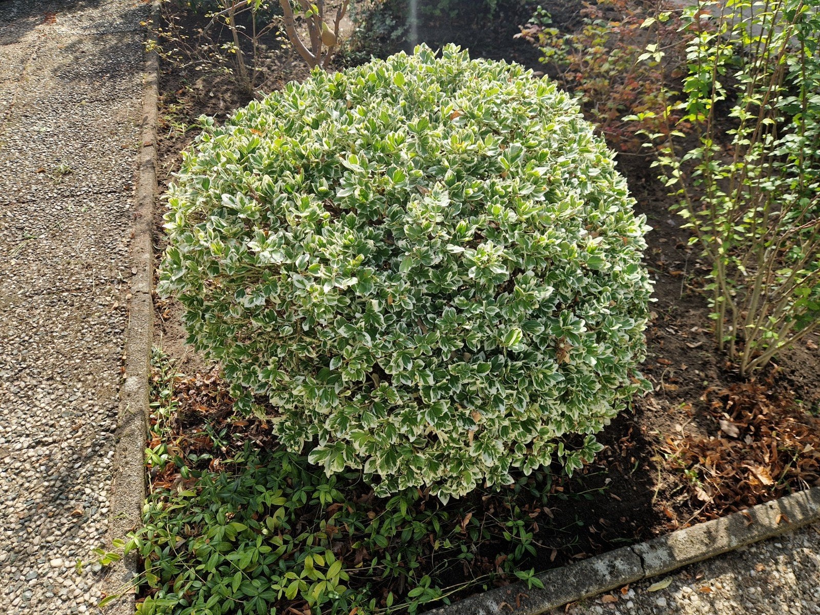 kardinaalsmuts struik, Tuin en Terras, Planten | Struiken en Hagen, Ophalen, Struik, Minder dan 100 cm