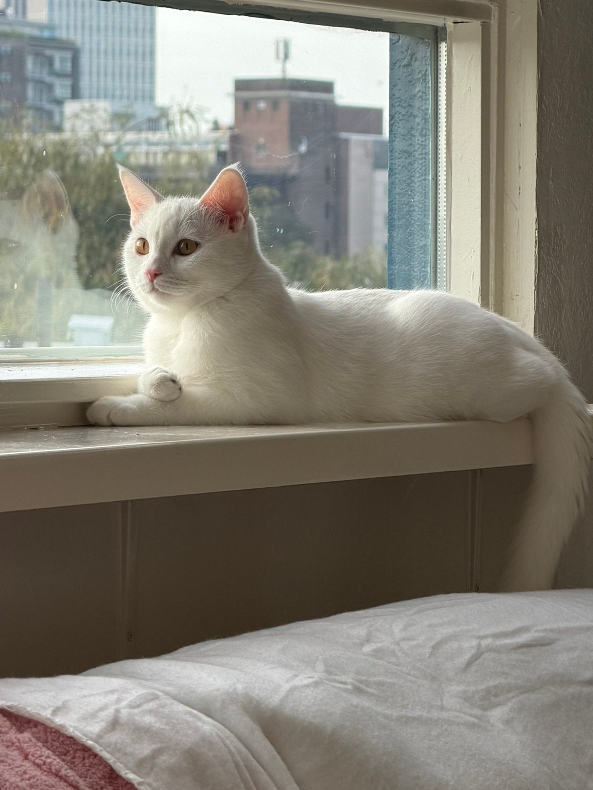 TE KOOP SİAMEES X BRITSEKORTHAAR KİTTEN 5 maanden oud, Kater, Gechipt, 0 tot 2 jaar