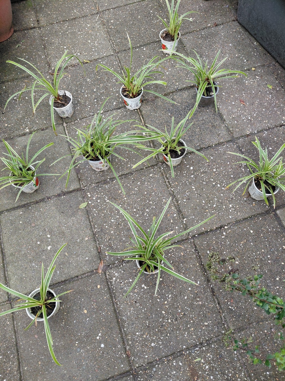 10 x carex morrowii variegata, Ophalen