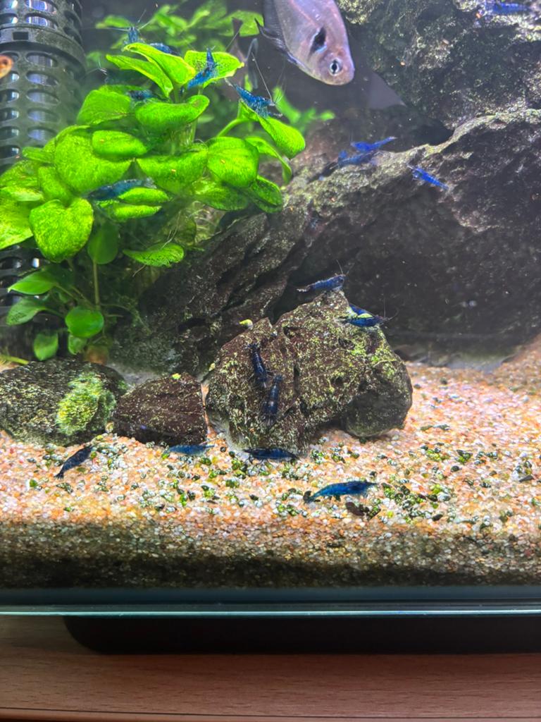 Blue dream garnalen, Kreeft, Krab of Garnaal