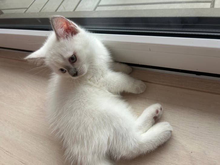 Britse korthaar kitten blue point, Dieren en Toebehoren, Kater, Ontwormd