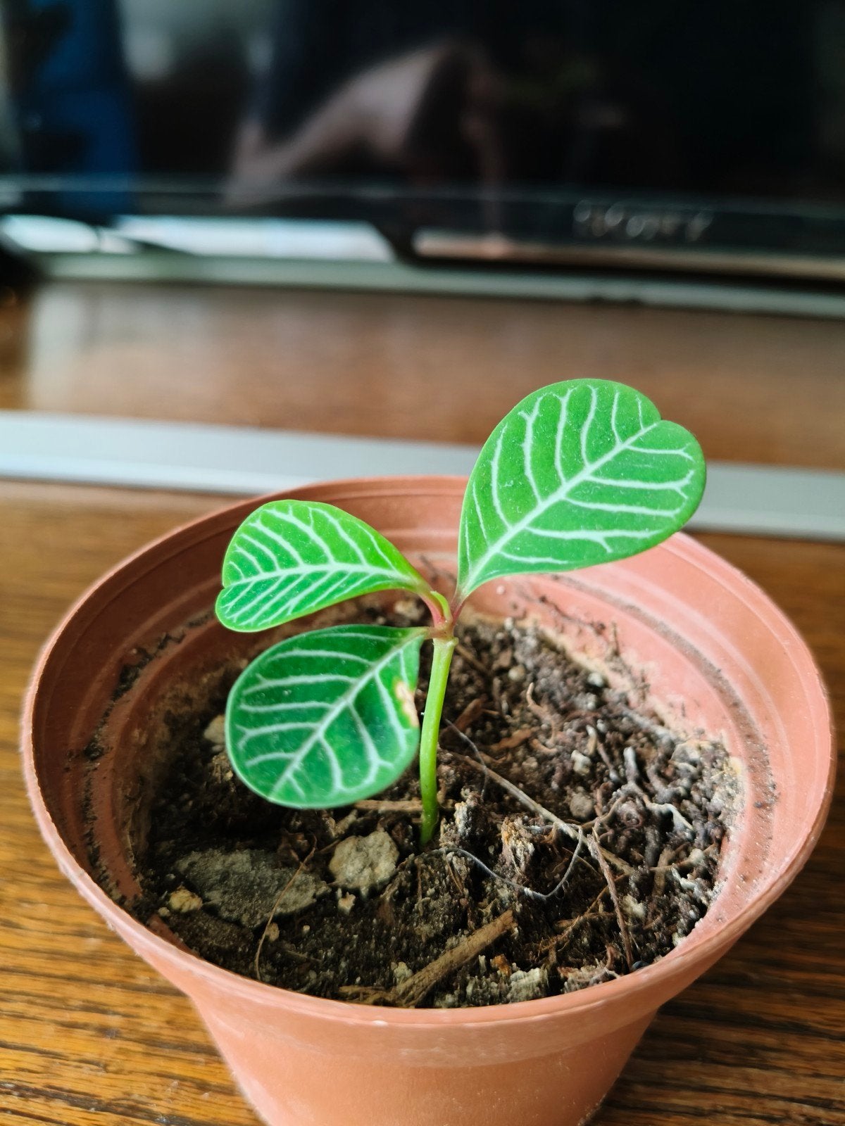 Euphorbia leuconeura – Madagaskar-juweel | Mooie kamerplant, Ophalen, Overige soorten, Halfschaduw, Minder dan 100 cm