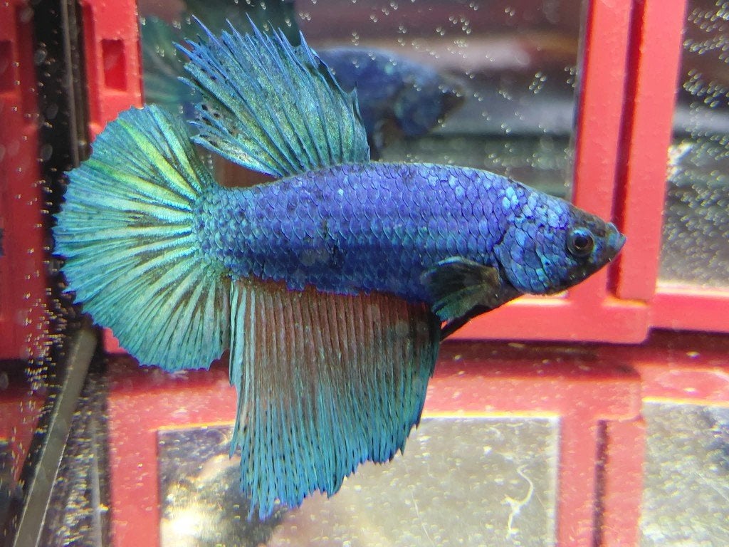 Betta man halfmoonplakat, Dieren en Toebehoren, Vissen | Aquariumvissen, Vis