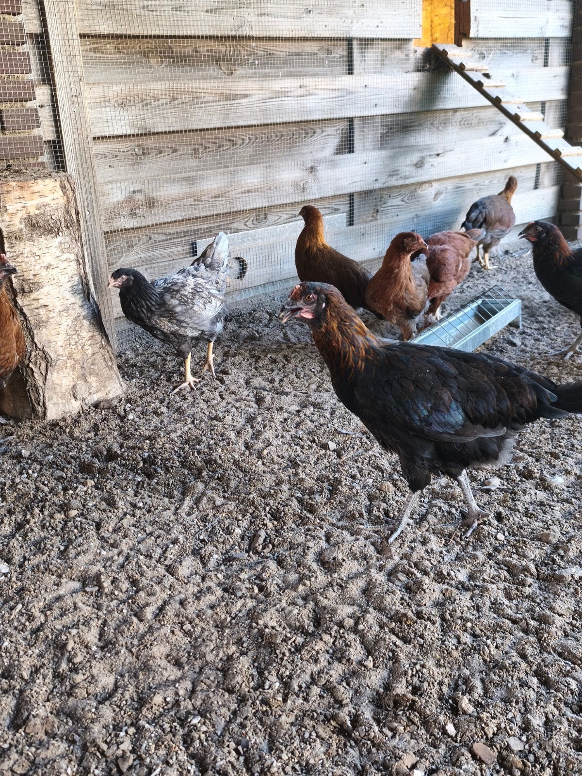 diverse kippen te koop, Dieren en Toebehoren, Pluimvee