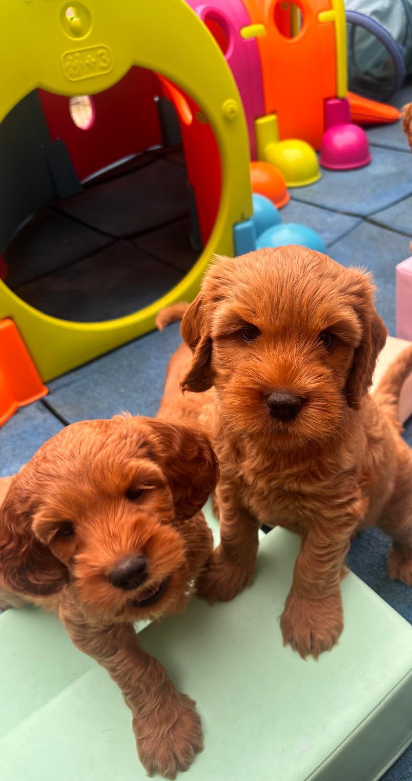 Australian labradoodle pups met stamboom, Dieren en Toebehoren, Overige rassen, 8 tot 15 weken, Meerdere, Meerdere dieren