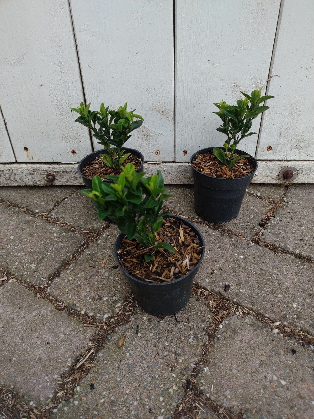 euonymus jap Jean Hugues. buxusvervanger, haag vakbeplanting, Overige soorten, Vaste plant, Ophalen of Verzenden, Bloeit niet