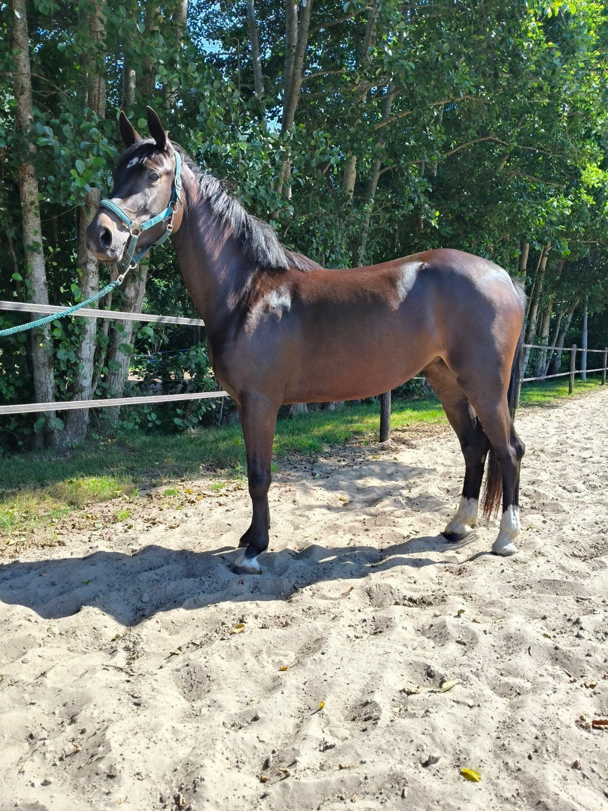 Super leuke toekomstige sport pony, Dieren en Toebehoren, Merrie, E pony (1.48m - 1.57m), 3 tot 6 jaar