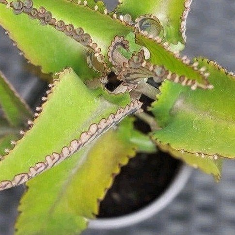 Moeder van Duizenden (Kalanchoe daigremontiana), Huis en Inrichting, Kamerplanten, Ophalen