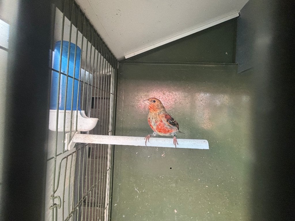 Kapoetsensijs Kanarie Bastaard F1, Dieren en Toebehoren, Mannelijk, Wildzangvogel, Geringd