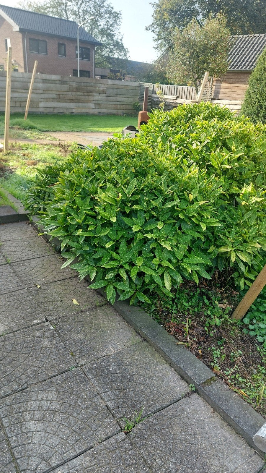 6 stuks Aucuba Japonica, struiken 60/80 cm hoog, Ophalen, Laurier, Struik, Minder dan 100 cm