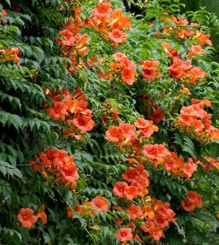 Trompetplant kolebrieplant, Minder dan 100 cm, Overige soorten, In pot, Ophalen of Verzenden