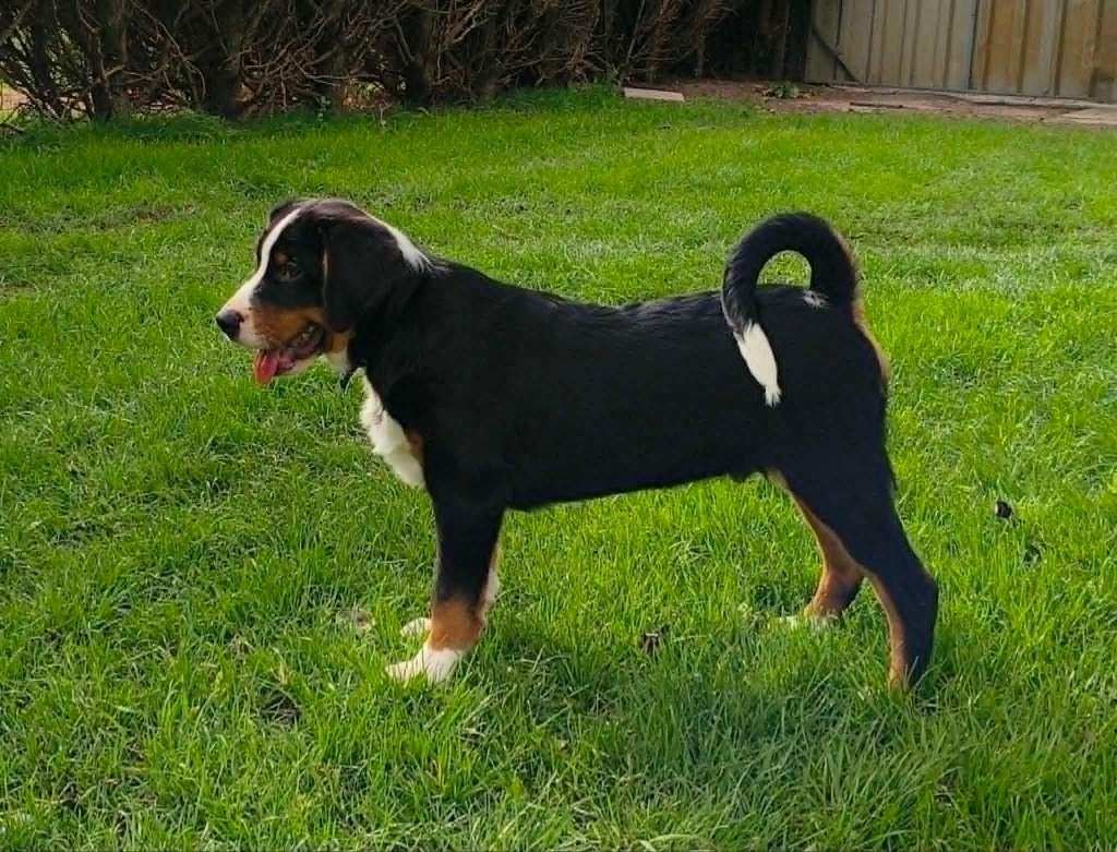 Appenzeller Sennen pups, Parvo, 8 tot 15 weken, Meerdere, Nederland