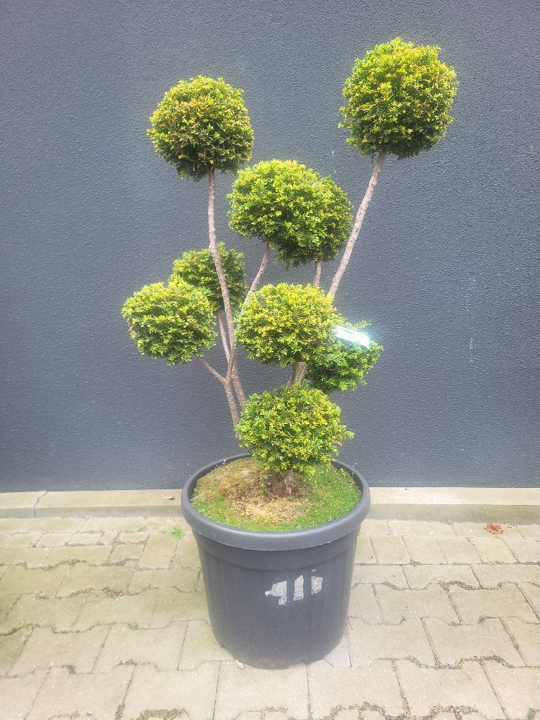 Taxus b."hopken"s Gigant Bonsai, Tuin en Terras, In pot, Bloeit niet, Halfschaduw, 100 tot 250 cm