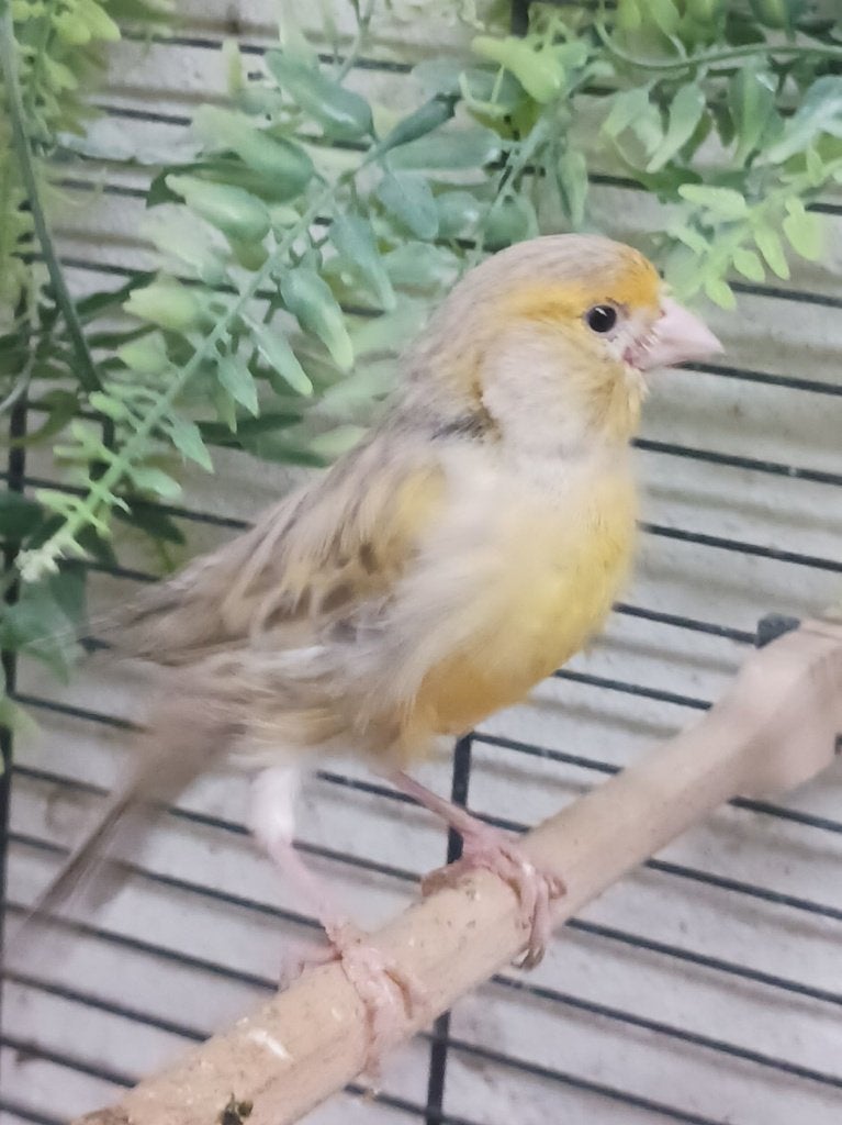 Kanarie, kanaries, en jongen. Lees omschrijving., Meerdere dieren, Kleurkanarie