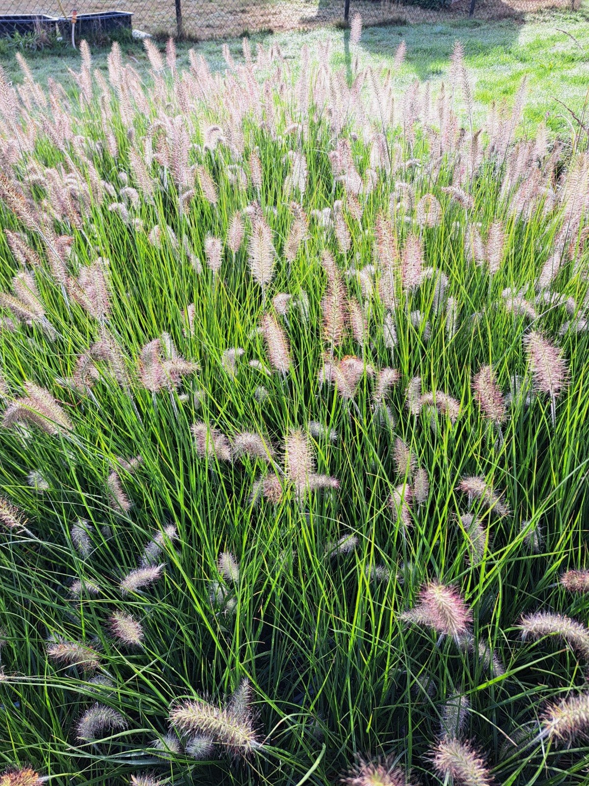 PENNISETUM HAMELN  grote potmaat..100st., Ophalen, Volle zon, Vaste plant, Siergrassen
