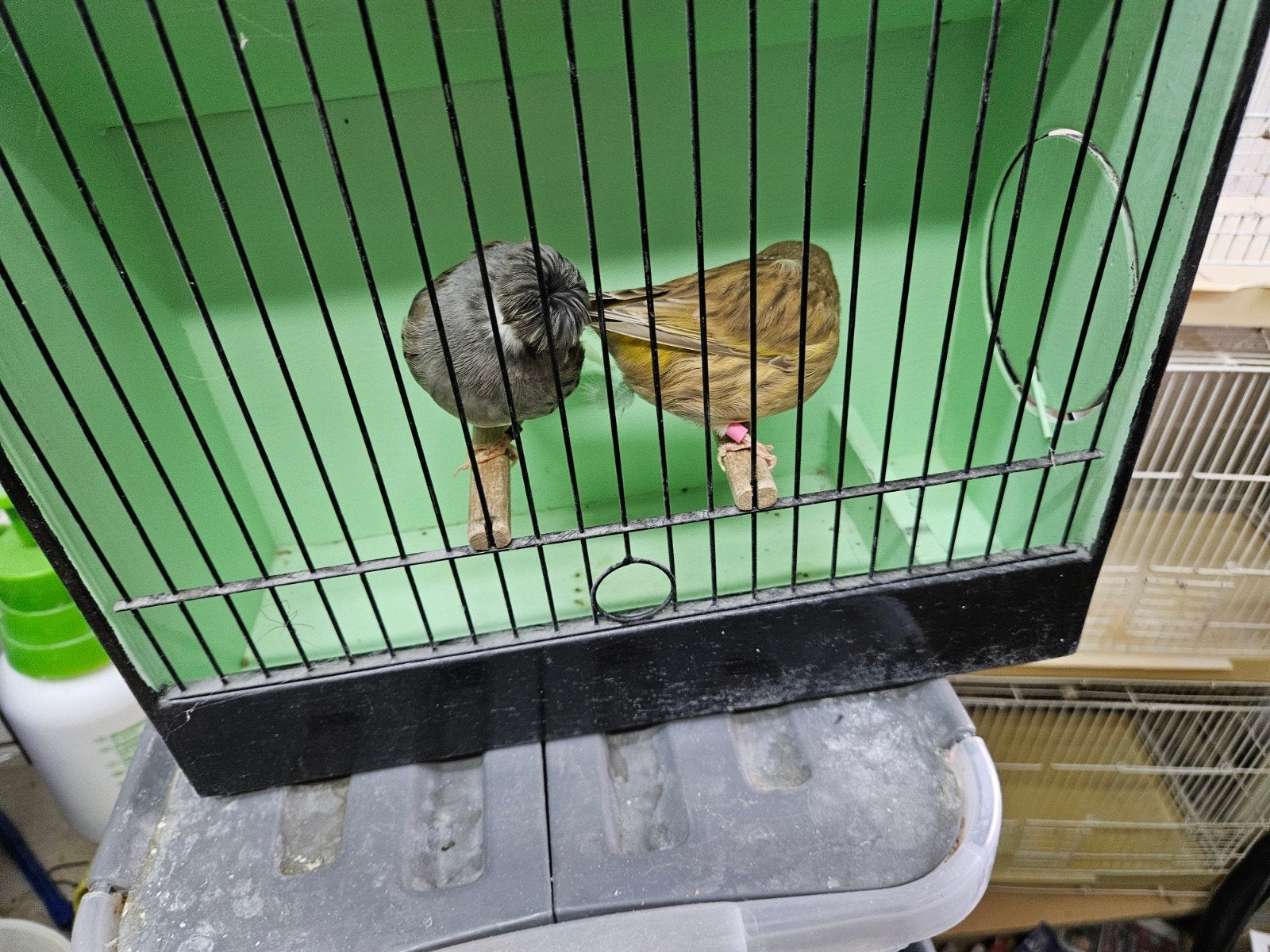 Glosters, Dieren en Toebehoren, Meerdere dieren, Postuurkanarie