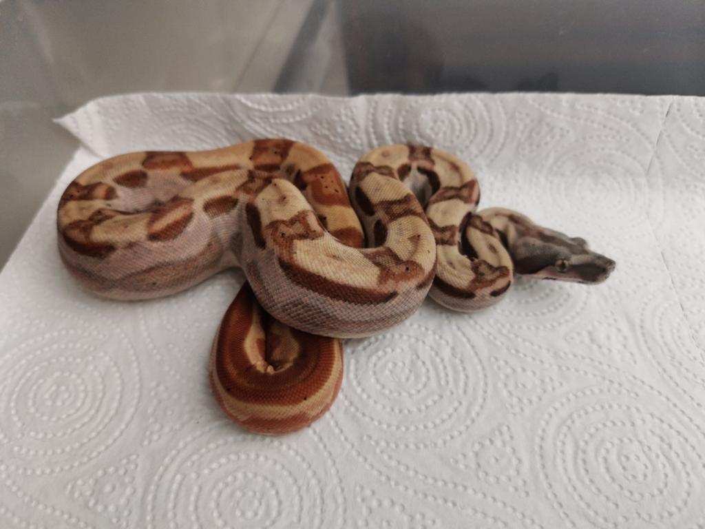 Boa : 0.1 hypo motley het vpi, Slang, 0 tot 2 jaar