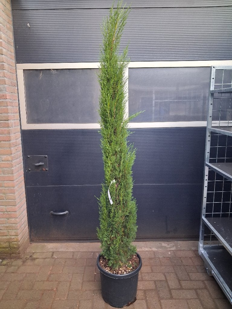 Cupressus Sempervirens 'Totem' -Italiaanse Cipresboom H215cm, Overige soorten, 100 tot 250 cm, Zomer, Ophalen