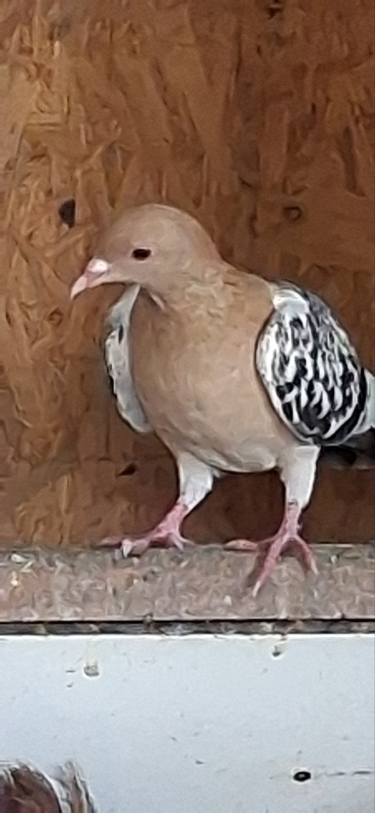 neurenberger leeuwerik duiven, Dieren en Toebehoren, Meerdere dieren, Overige soorten