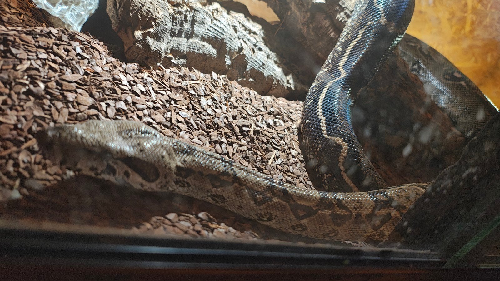 boa constrictor het leopard, Dieren en Toebehoren, Reptielen en Amfibieën, Slang, 7 tot 10 jaar