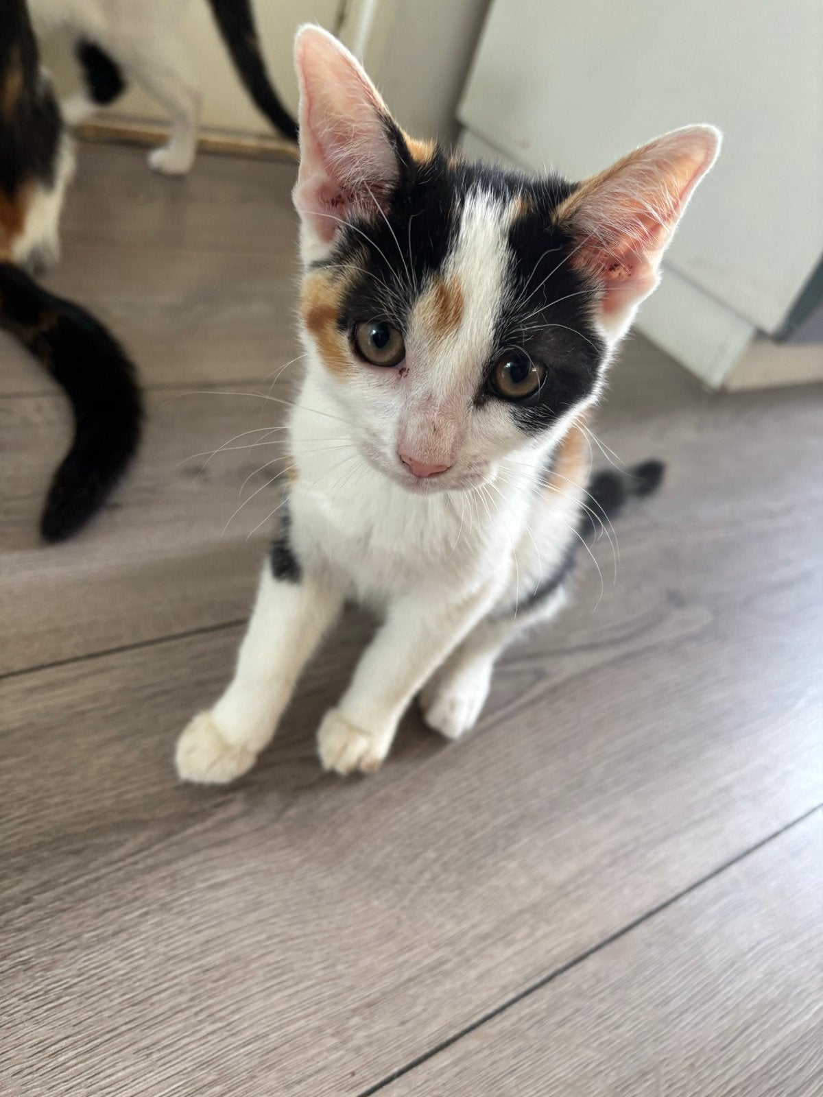 3 lieve kittens die een huis zoeken GRATIS wel zelf ophalen, Dieren en Toebehoren, Katten en Kittens | Overige Katten, Poes