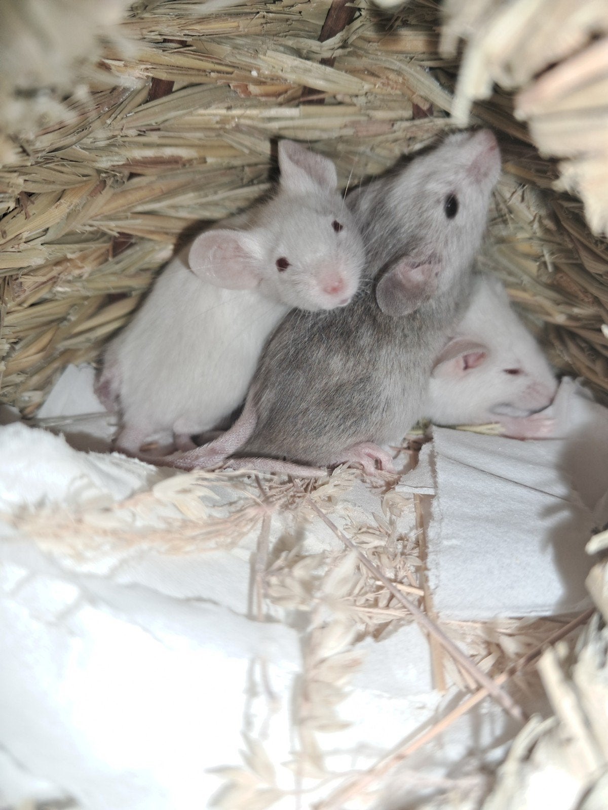 Baby kleurmuisjes (wit en husky-achtig), Dieren en Toebehoren, Knaagdieren, Juni, Muis, Meerdere dieren, Tam