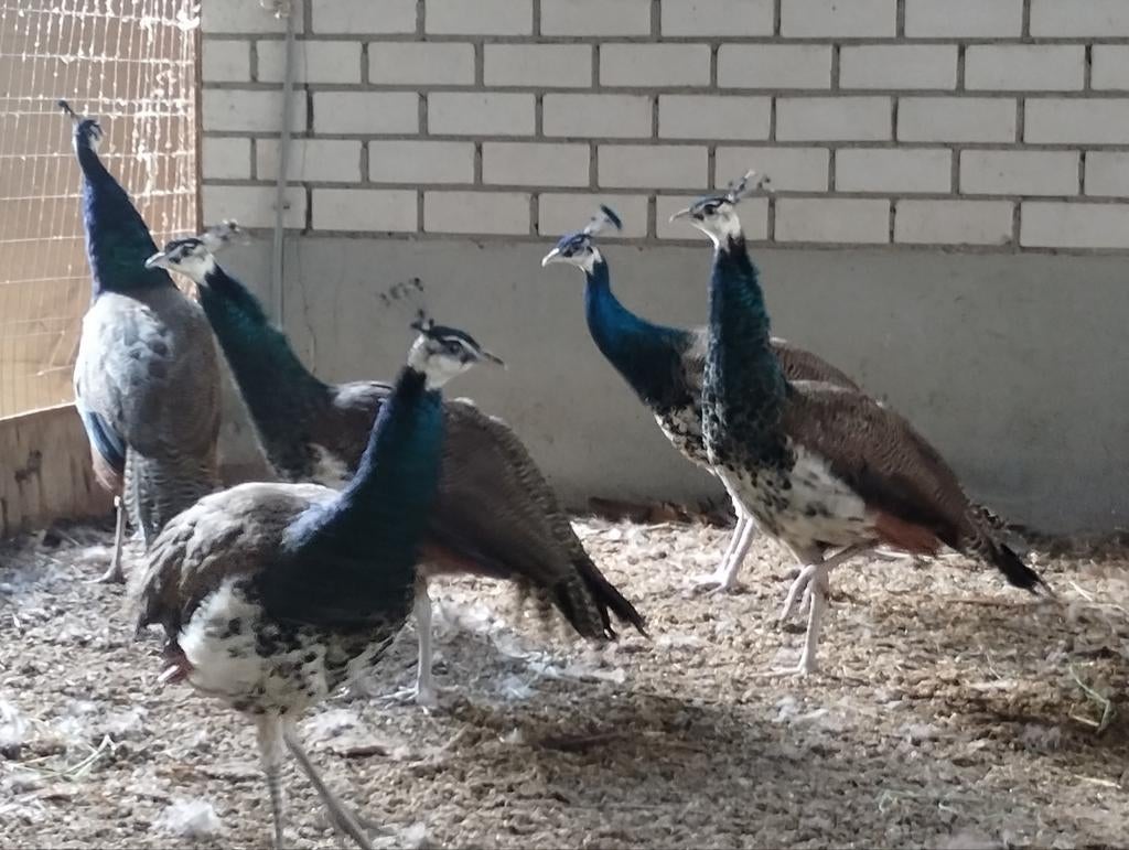 Pauwen, Dieren en Toebehoren, Pluimvee, Mannelijk, Overige soorten