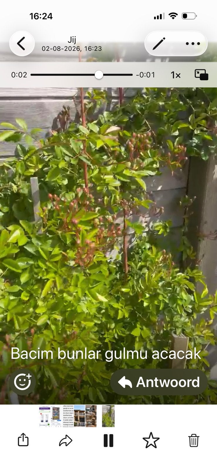 Klimroos, Tuin en Terras, Ophalen, Struik, 250 cm of meer