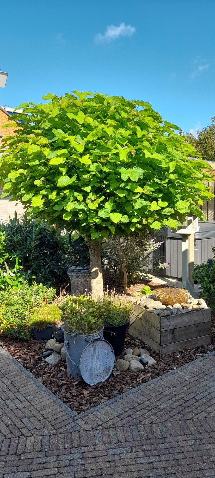Bolcatalpa, Tuin en Terras, Ophalen, Bloeit niet, Volle zon, Overige soorten