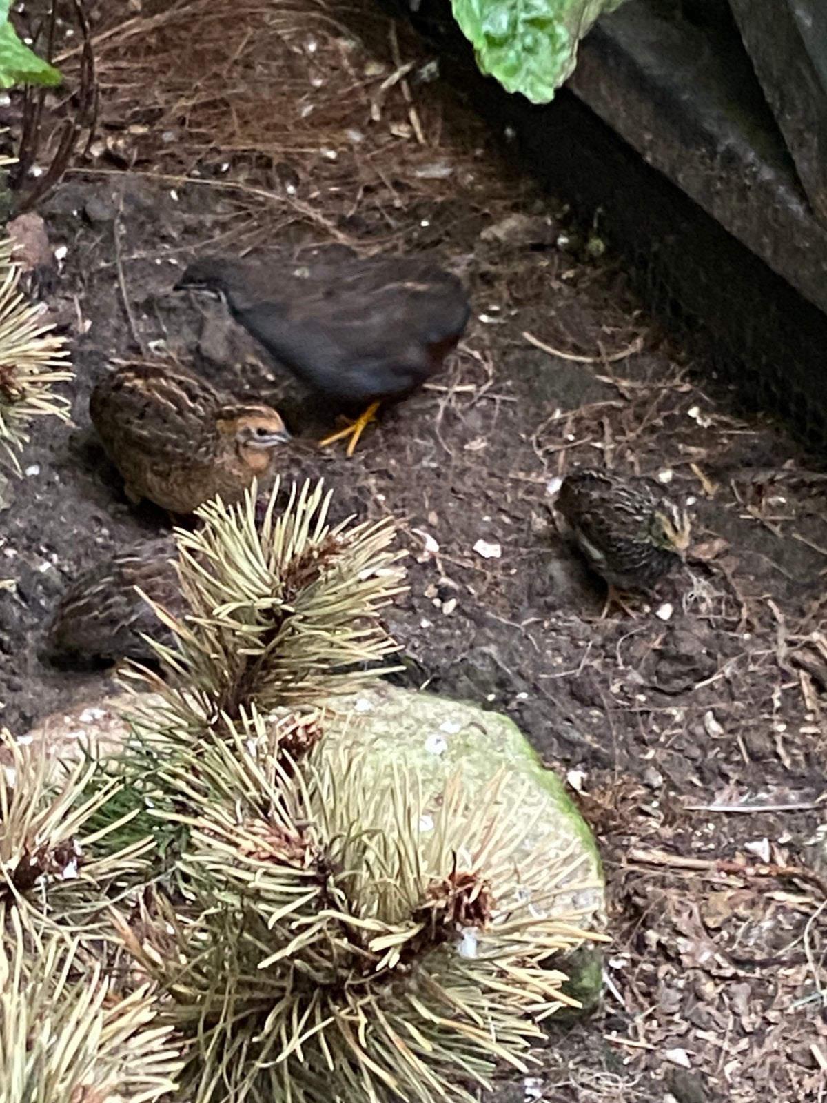 Chinese dwergkwartels natuurbroed wildkleur, Dieren en Toebehoren, Vogels | Overige Vogels, Meerdere dieren, Tropenvogel