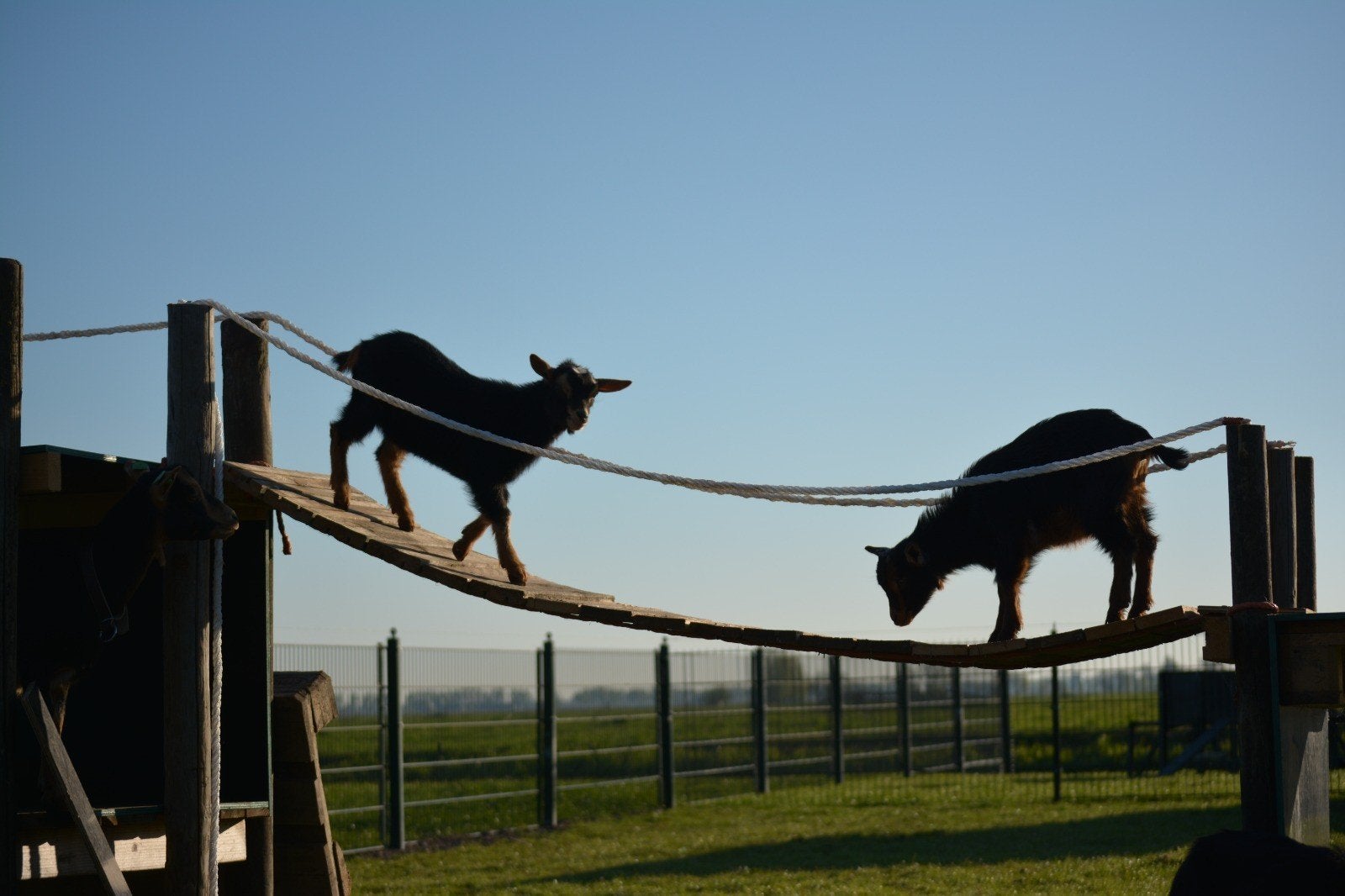Te koop dwerggeit bokje hoornloos, Dieren en Toebehoren, Schapen, Geiten en Varkens, Mannelijk, Geit
